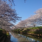 南栗橋 桜並木 （大排水路）3.jpg